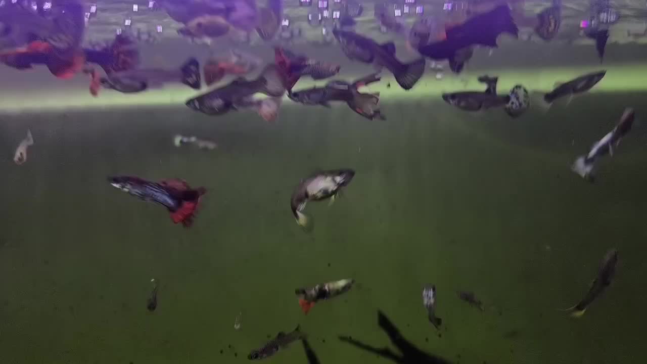 ماهی گوپی|ماهی|شیراز, ریاستی|دیوار