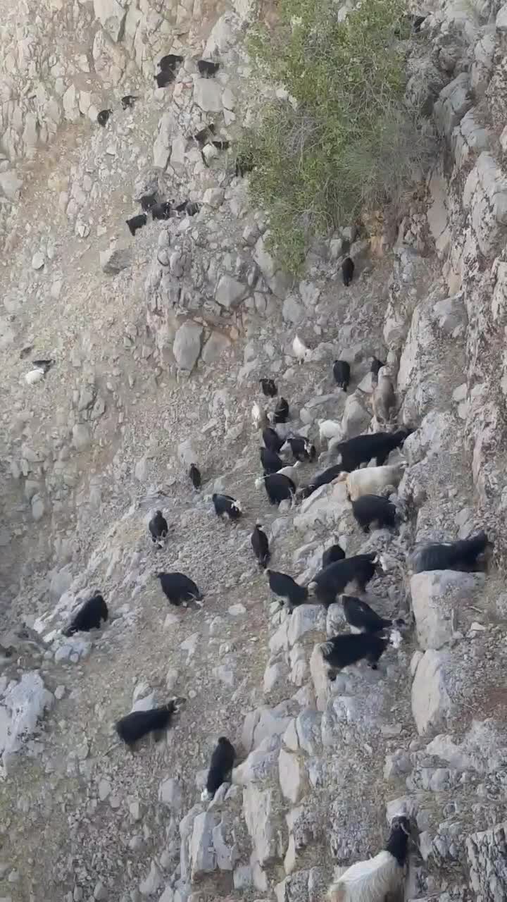 فروش ۴۰عددبز گون ۳عددبعده تخمی ۱۴عددتیشتر|حیوانات مزرعه|ایذه, |دیوار