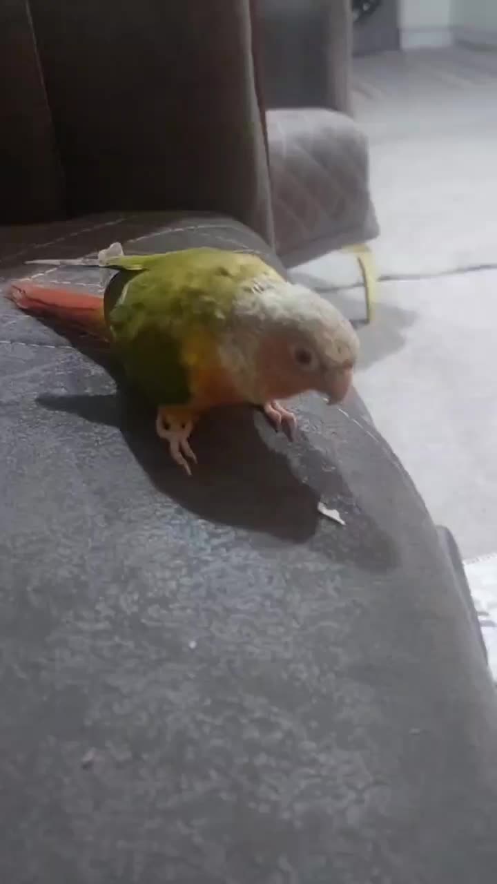 طوطی گریجیک نر سخنگو و دستی زیبا قشنگ|پرنده|خواف, |دیوار