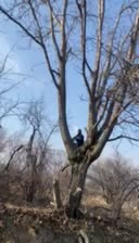 مرکز خرید وفروش چوب «نقدی»|خدمات باغبانی و درختکاری|آشخانه, |دیوار