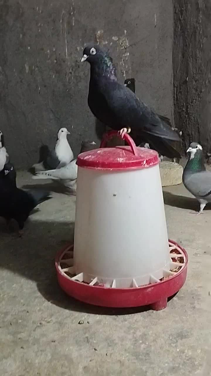 تیپ کبوتر|پرنده|باغ بهادران, |دیوار