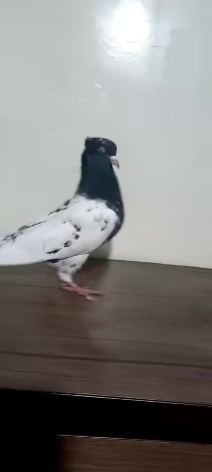 کفتر|پرنده|مشهد, شهید مطهری|دیوار