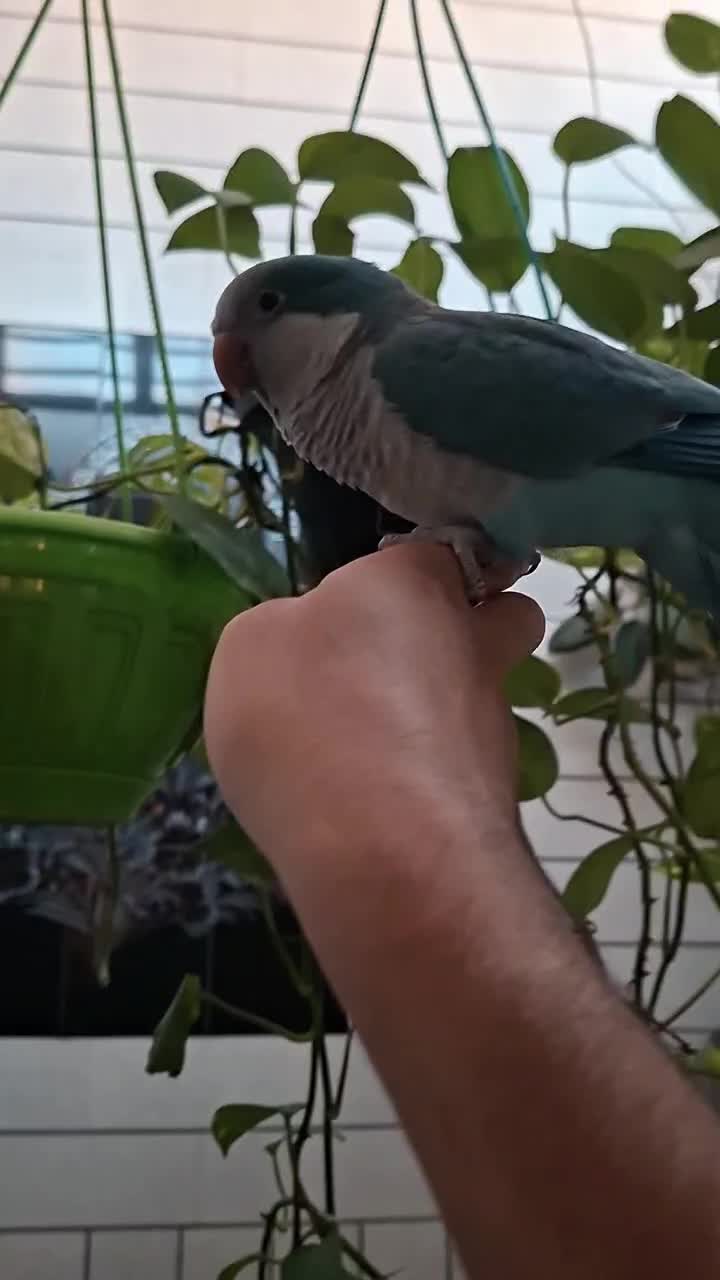 طوطی راهب آبی رام دستی|پرنده|اهواز, شهرک نفت|دیوار