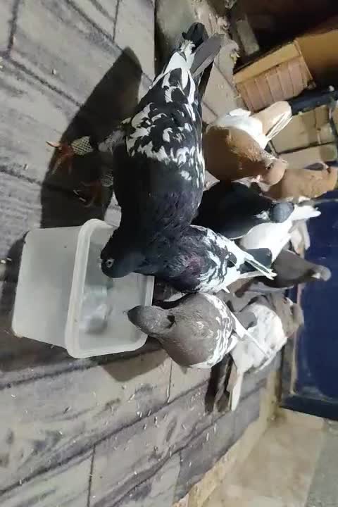 کبوتر سینه ای|پرنده|یاسوج, |دیوار