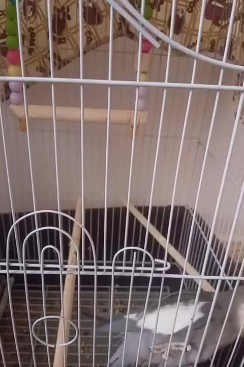 عروس هلندی بسیار زیبا و زبل|پرنده|خمین, |دیوار