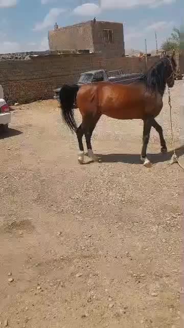 اسب|اسب و تجهیزات اسب‌سواری|بهمن صغاد, |دیوار