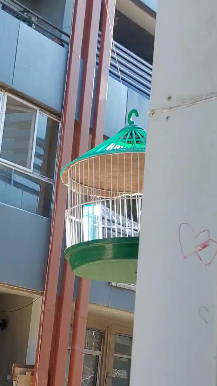 سهره کاکلی|پرنده|سیرجان, |دیوار