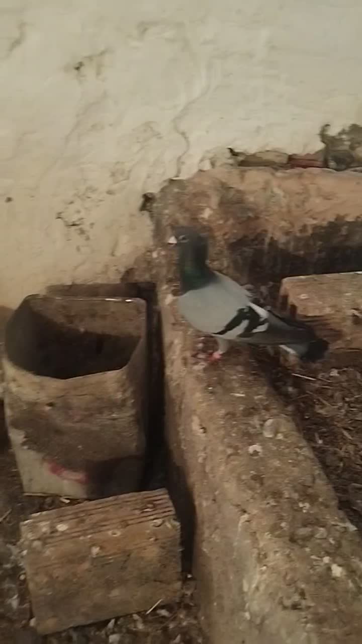 همه نر|پرنده|نیشابور, مازول|دیوار