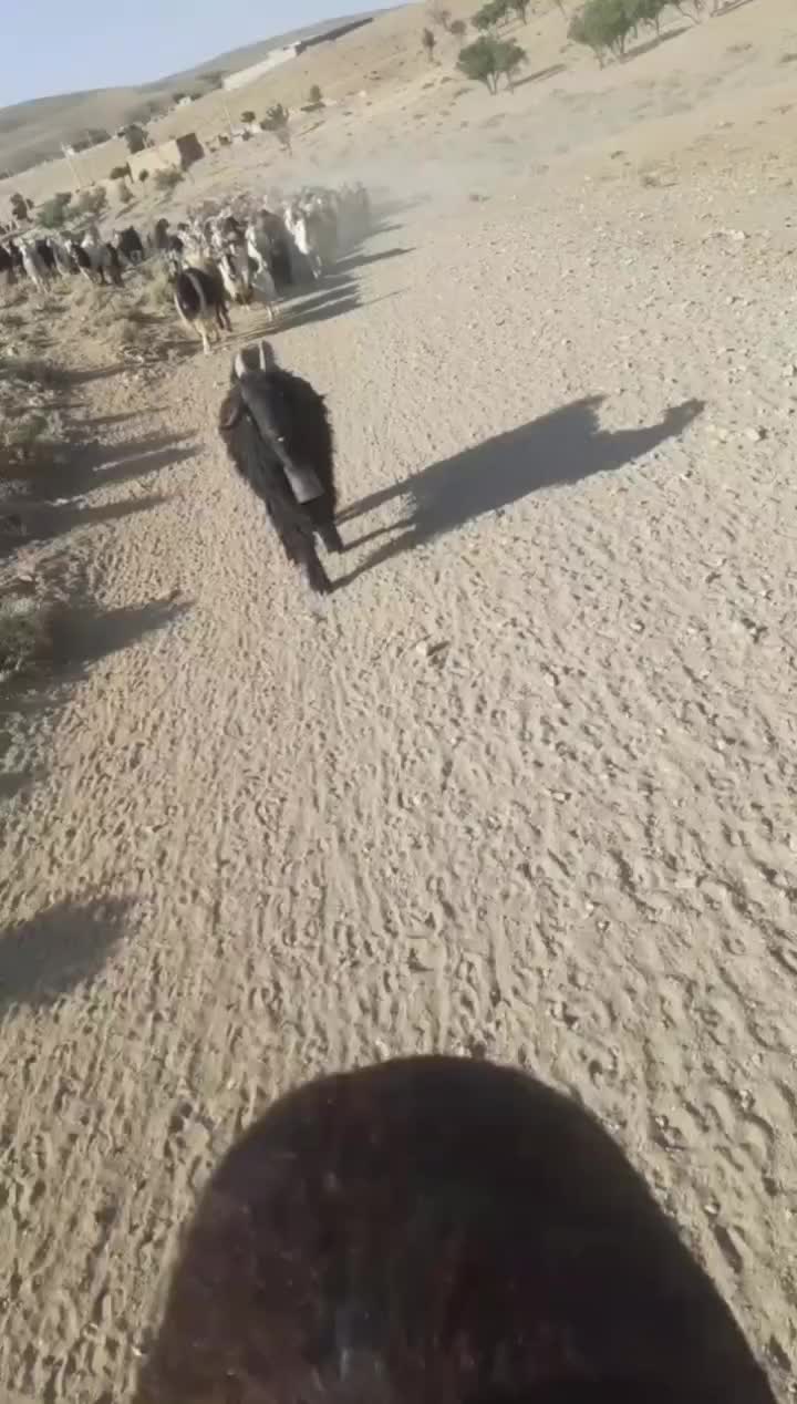 چپش دوبور|حیوانات مزرعه|شیدا, |دیوار