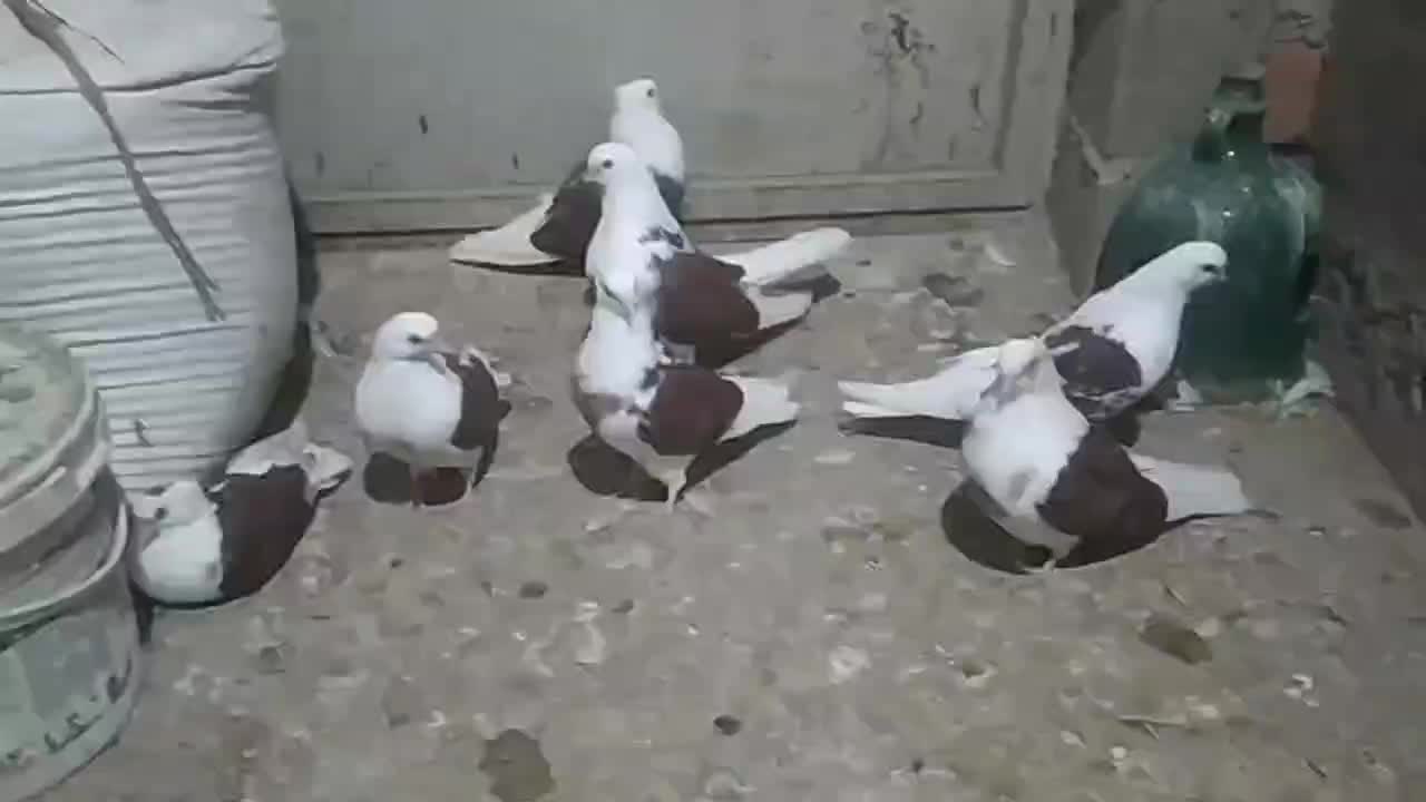 کبوتر نوک ریز تیپی|پرنده|رامیان, |دیوار