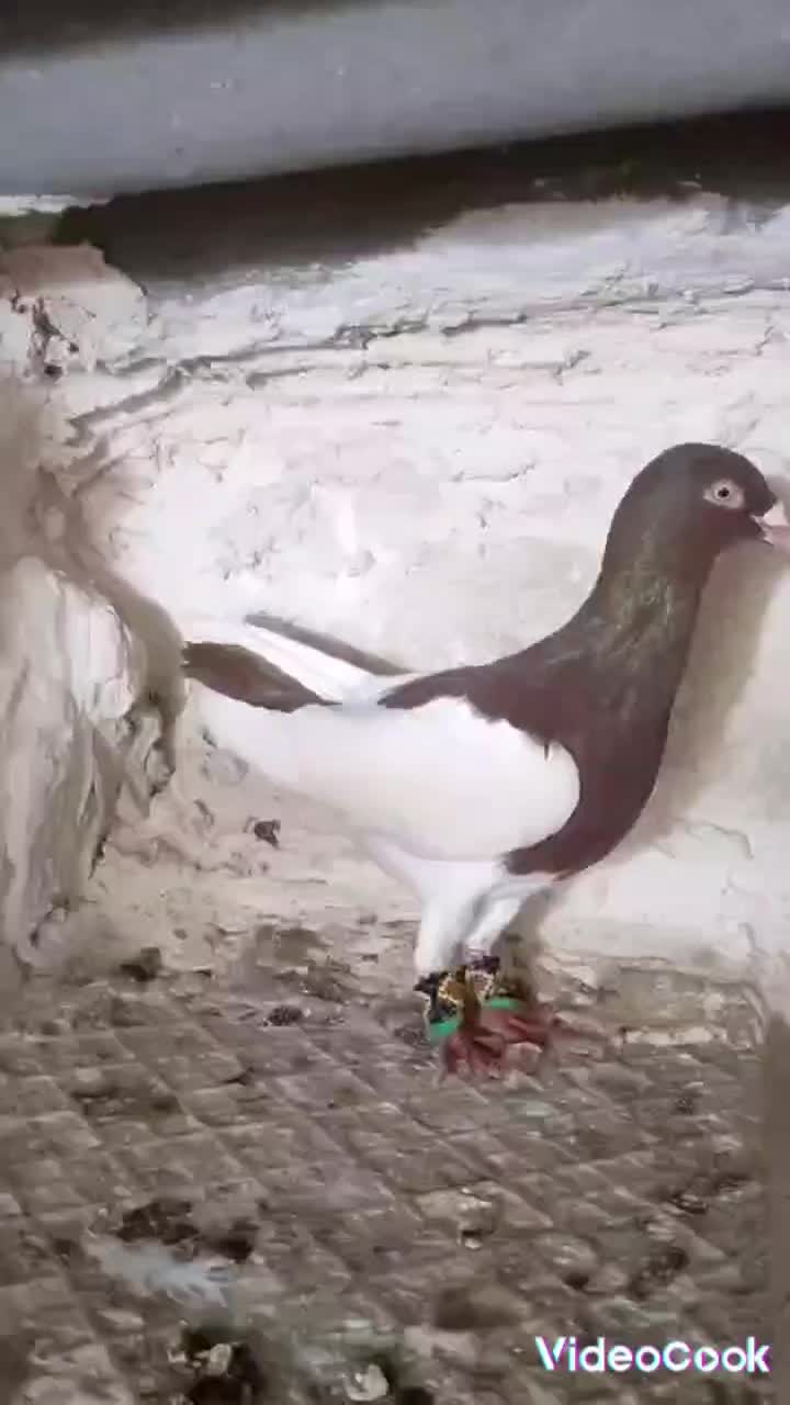 کفتر یهودی|پرنده|اقبالیه, |دیوار