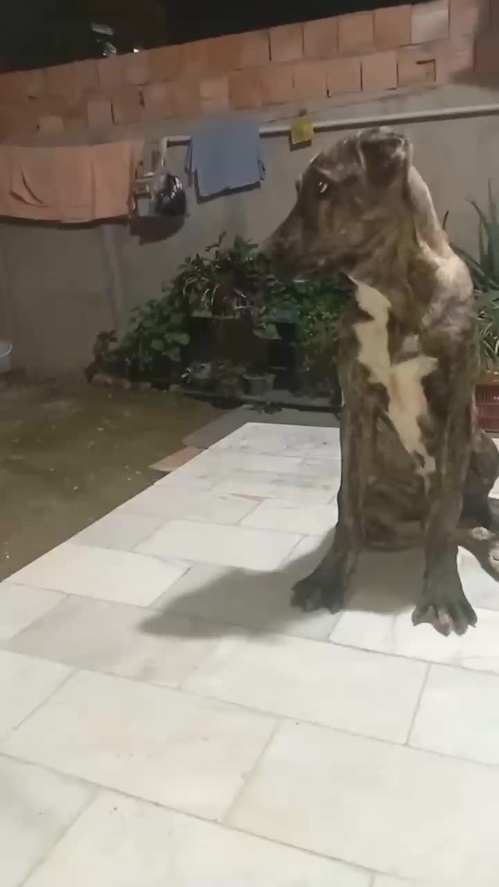 فریاد توله ۵ ماهه بچه غول خراسانی|سگ|تهران, زعفرانیه|دیوار