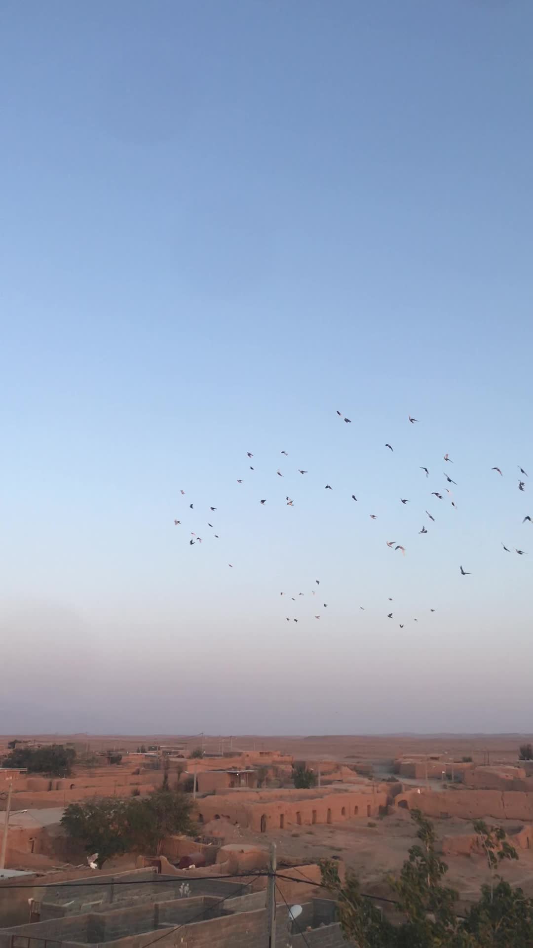 کفتر پرشی و جفتگا|پرنده|اسفراین, |دیوار