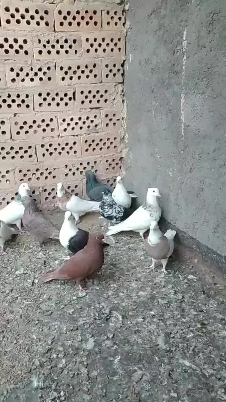 رنگه|پرنده|فردوس (خراسان), |دیوار