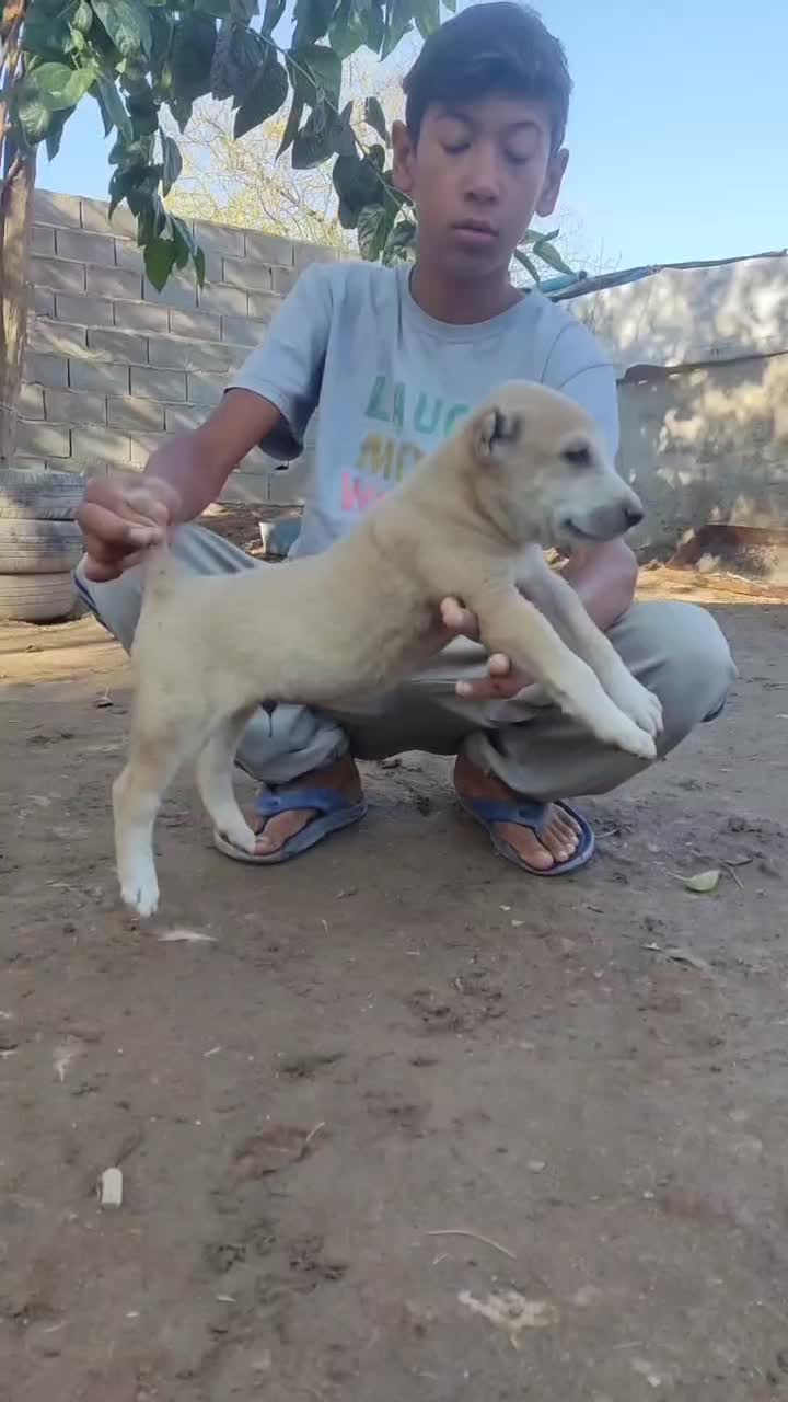 جوجه سگ آلابای نر و ماده توله|سگ|ساری, |دیوار