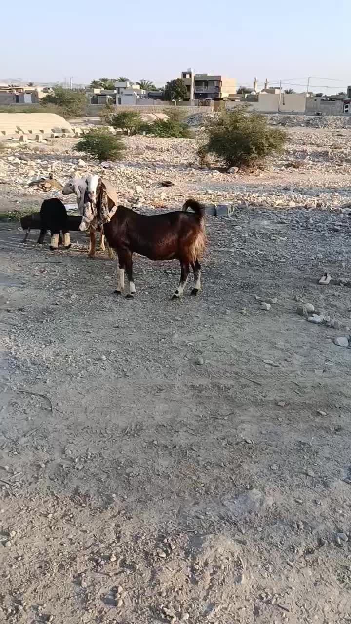 میش با بز|حیوانات مزرعه|خورموج, |دیوار