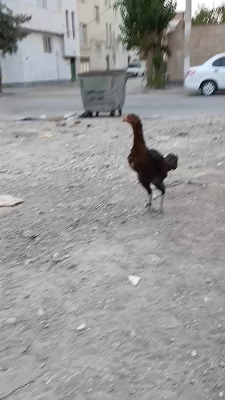 مرغ لاری ۱ ساله اصل|حیوانات مزرعه|اردبیل, |دیوار