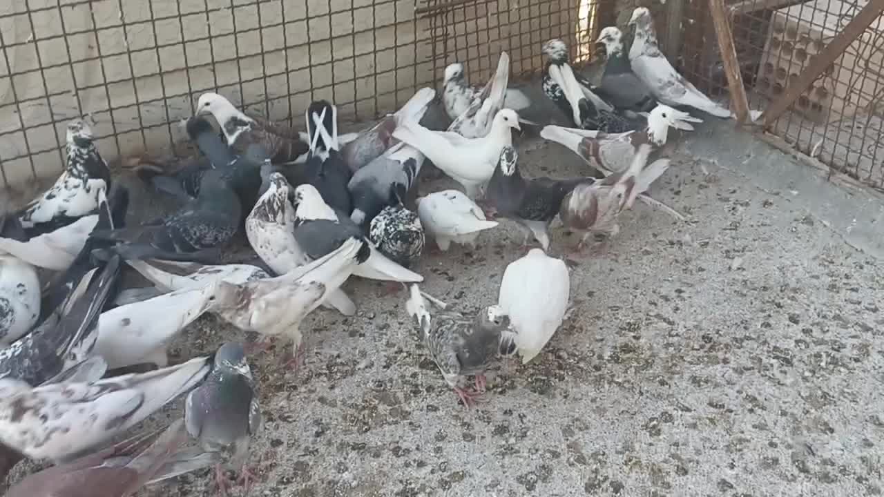 کبوتر تهرونی|پرنده|هشتگرد, فشند|دیوار