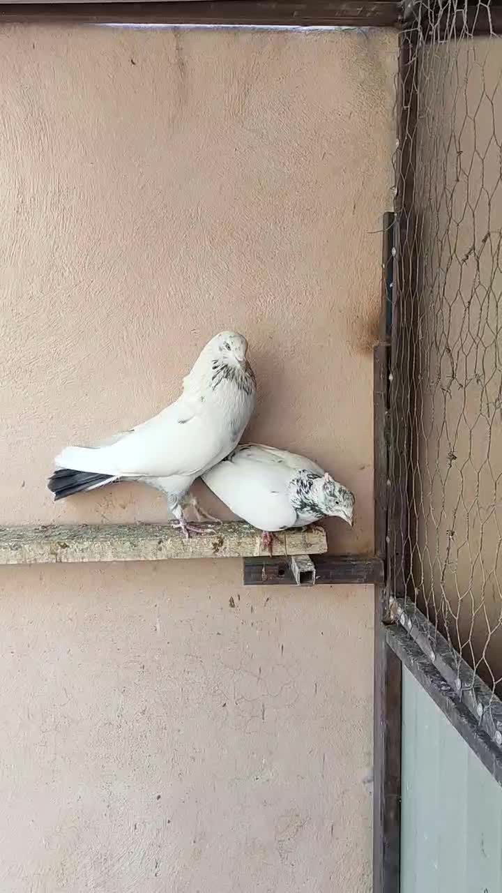 کفتر پرشی درجه یک معاوضه با سهره|پرنده|ماهدشت, |دیوار