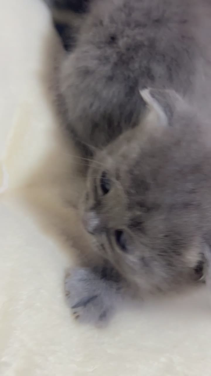 اسکاتیش های خاص و دوست داشتی|گربه|شیراز, غدیر جنوبی|دیوار