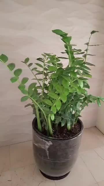 گل سبز زاموفیلیا بزرگ|گل و گیاه طبیعی|تهران, مهران|دیوار