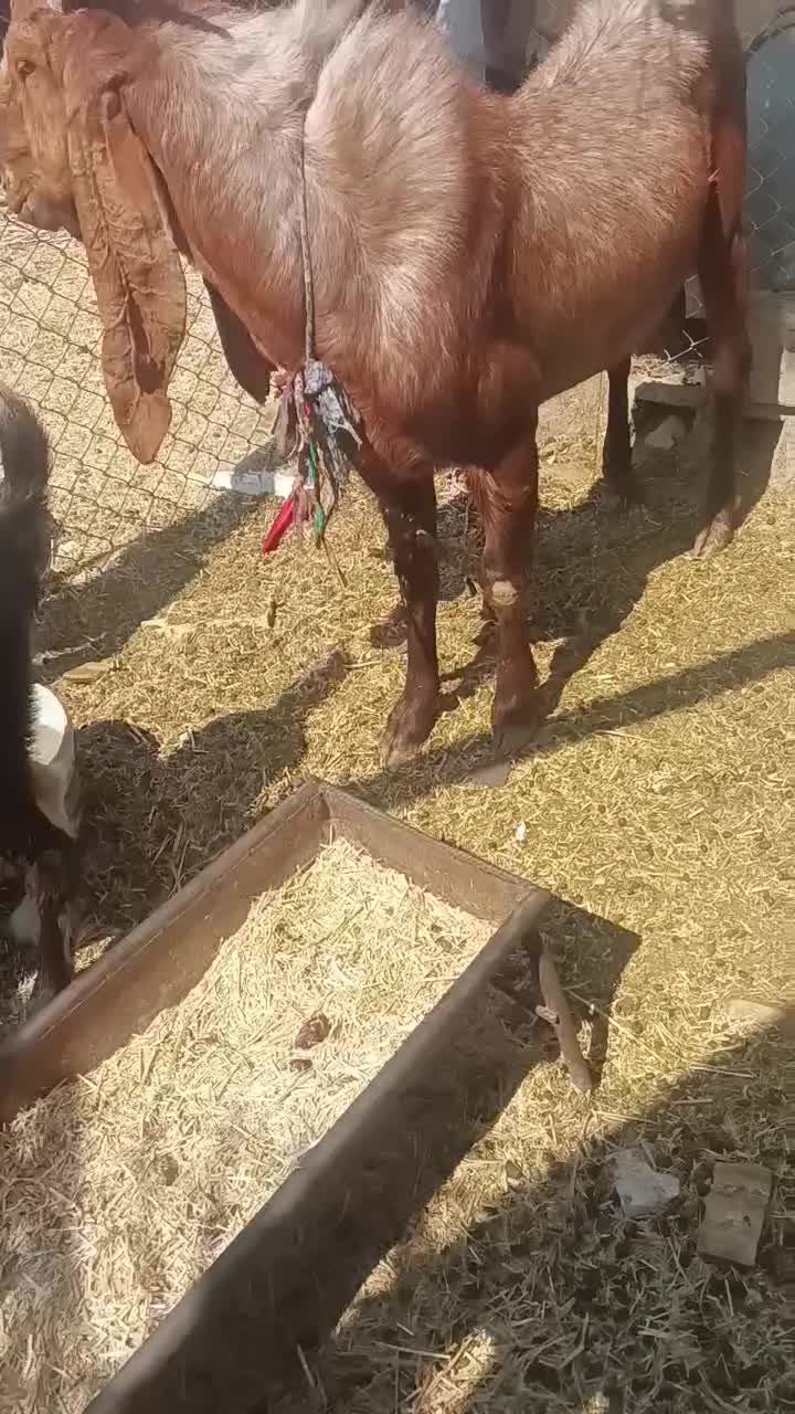 یک عدد بز نر سوسنگرد روستای مرعی|حیوانات مزرعه|سوسنگرد, |دیوار
