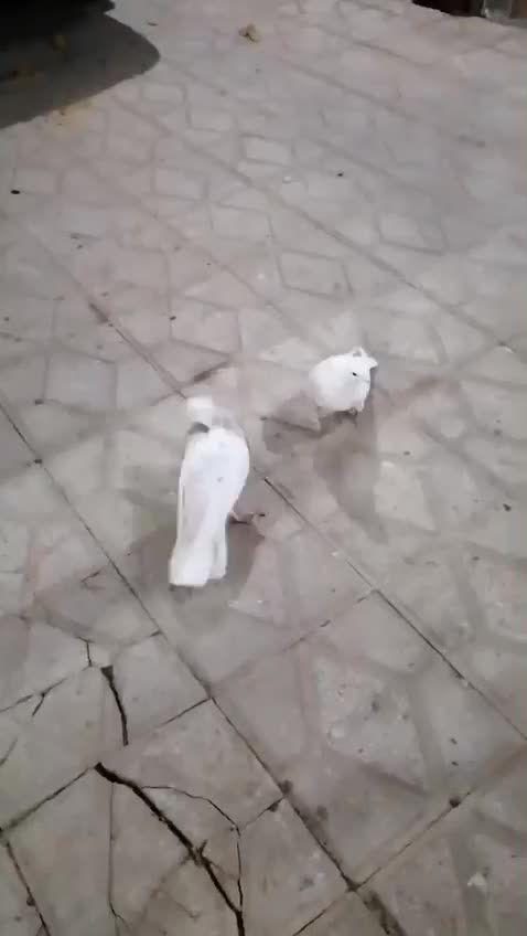 کبوتر نقش و پرشی|پرنده|الیگودرز, |دیوار