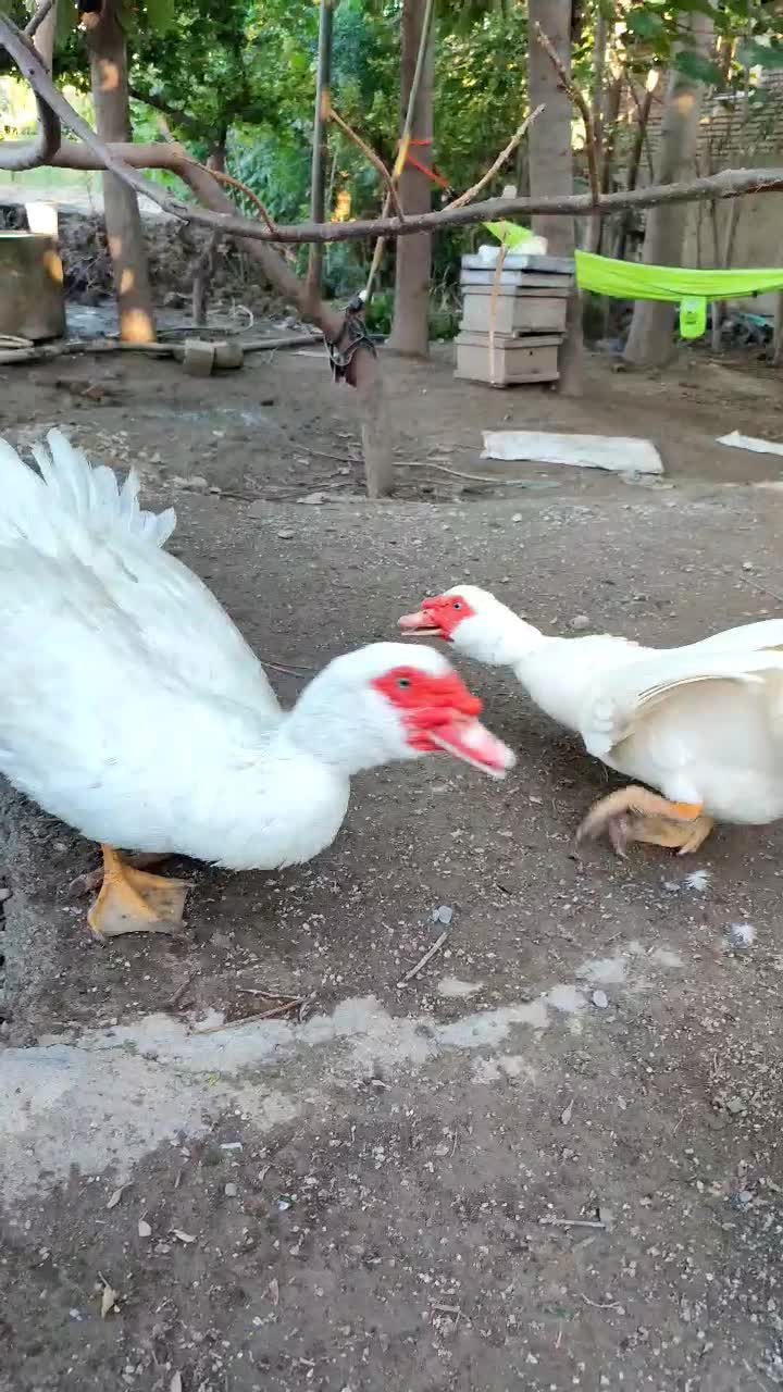 اردک روسی و اسرائیلی اصل|حیوانات مزرعه|گرگان, |دیوار