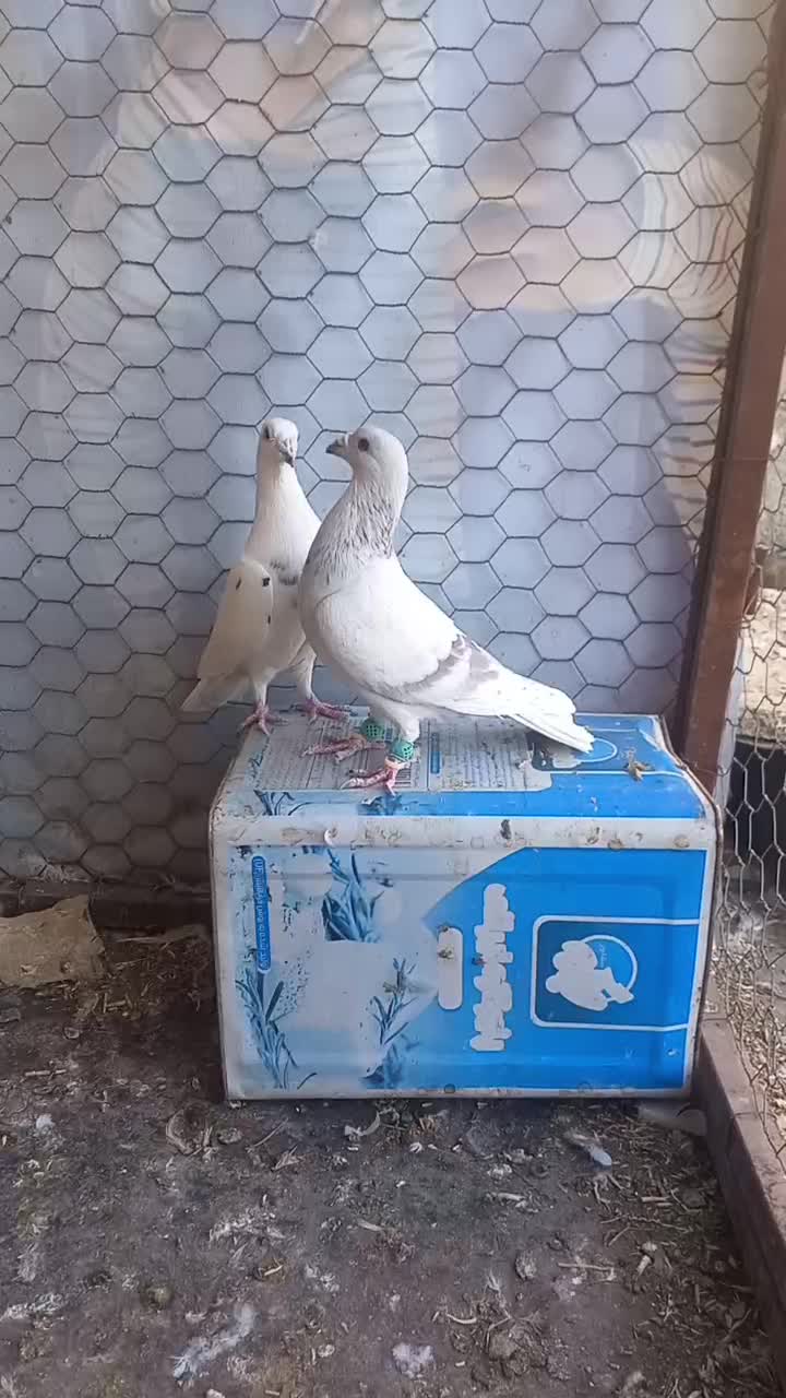 کبوترالمانی درچناران|پرنده|چناران, |دیوار