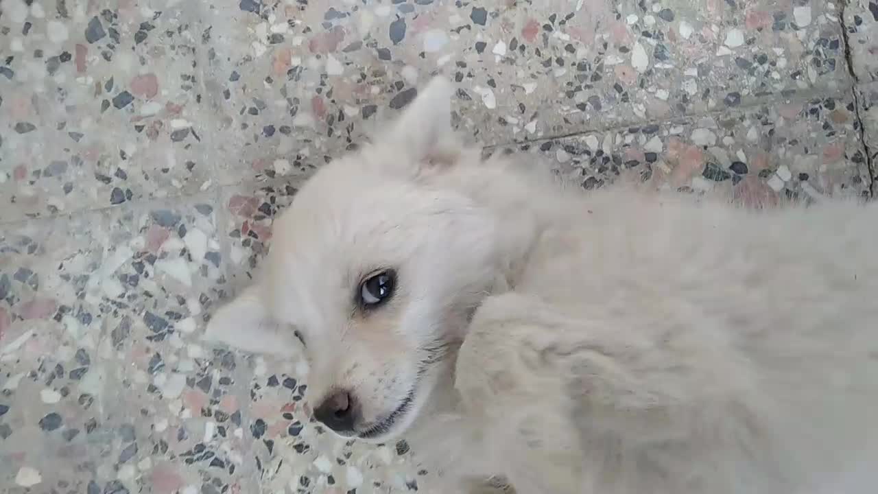 واگذاری سگ|سگ|سامان, |دیوار