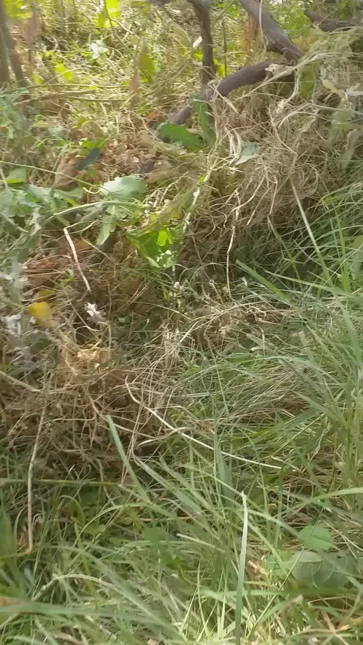 سگ‌گمشده|حیوانات|میاندوآب, |دیوار