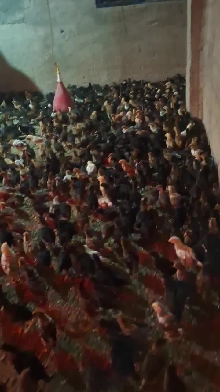 فروش جوجه محلی|حیوانات مزرعه|جوادآباد, |دیوار