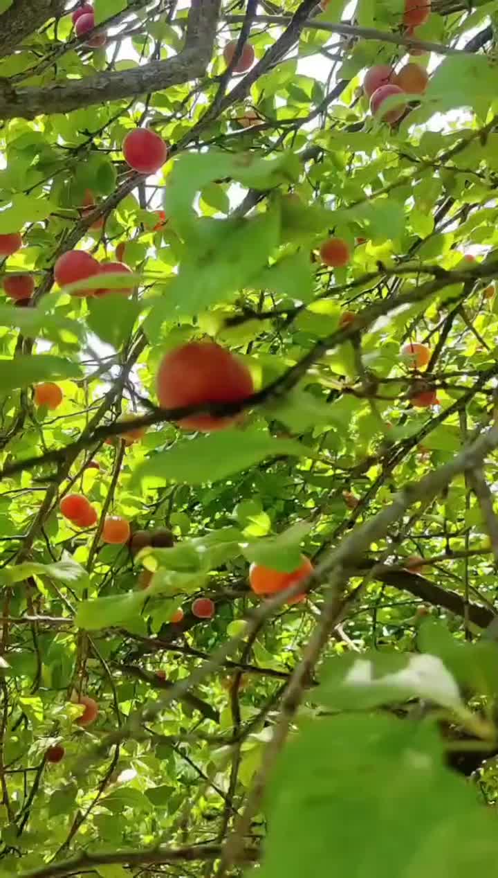 فروش لواشک تازه و محلی کاملا ارگانیک|خوردنی و آشامیدنی|تهران, شادآباد|دیوار