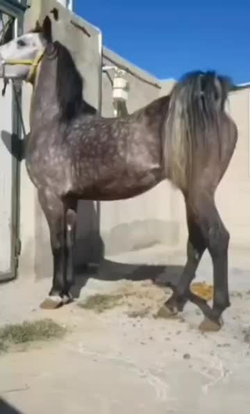 اسب|اسب و تجهیزات اسب‌سواری|همدان, |دیوار