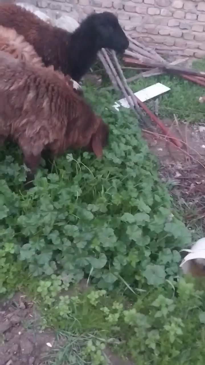 بره|حیوانات مزرعه|مزرعه کتول, |دیوار