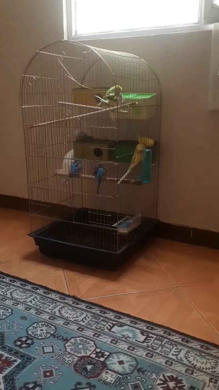 مرغ عشق|پرنده|تهران, مسعودیه|دیوار