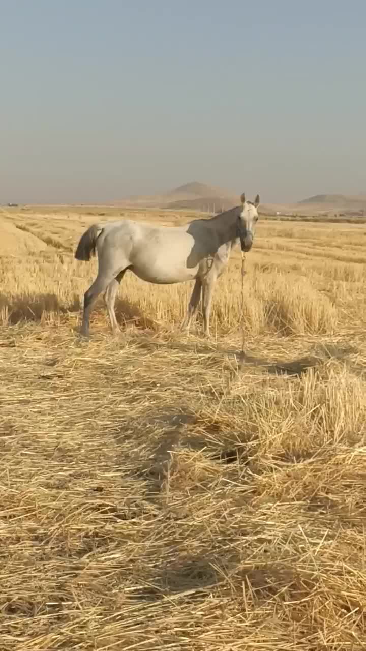 مادیان|اسب و تجهیزات اسب‌سواری|کرمانشاه, |دیوار