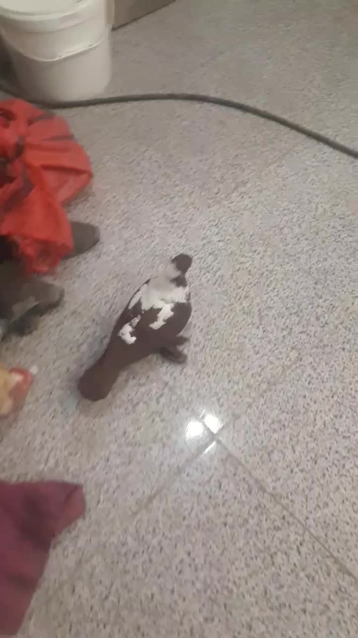 گگلیی قرمزی نشان آلابوغاز نر...گگلیی|پرنده|اردبیل, |دیوار