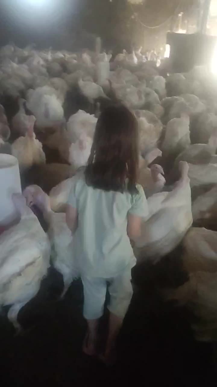 بوقلمون بیوتی پروار|حیوانات مزرعه|مشهد, الهیه|دیوار