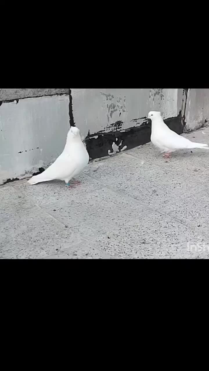 کبوتر سفید|پرنده|تبریز, |دیوار