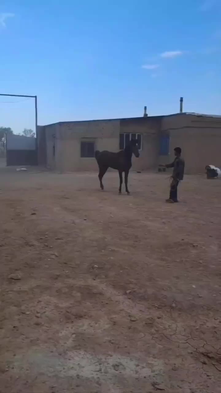 اسب|اسب و تجهیزات اسب‌سواری|خوی, |دیوار