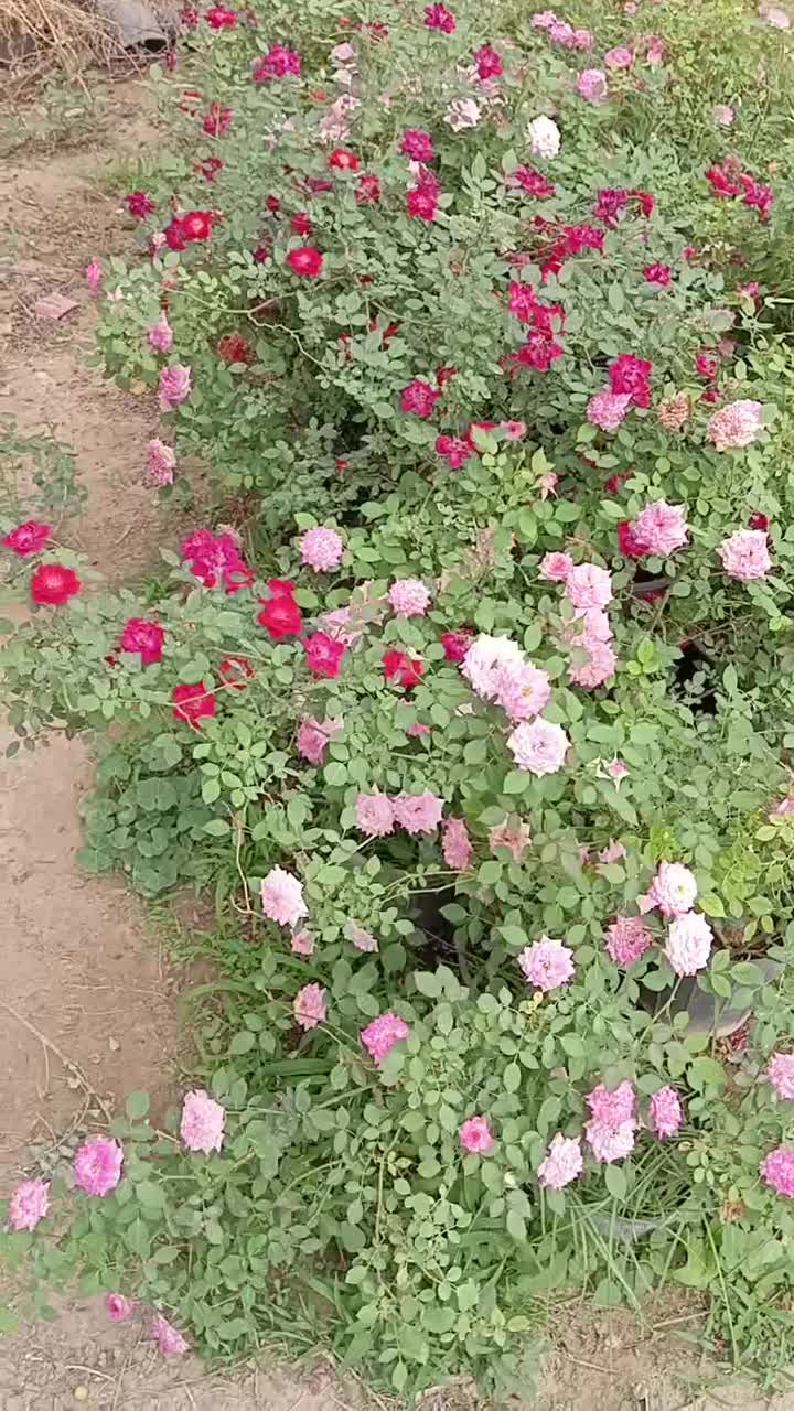 گل رز هلندی ساناز نسترن یاس محمدی شمشاد به لیمو|گل و گیاه طبیعی|ورامین, ورامین|دیوار