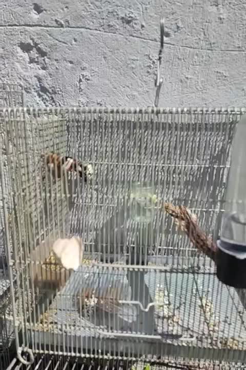 سره|پرنده|کرج, خرمدشت|دیوار