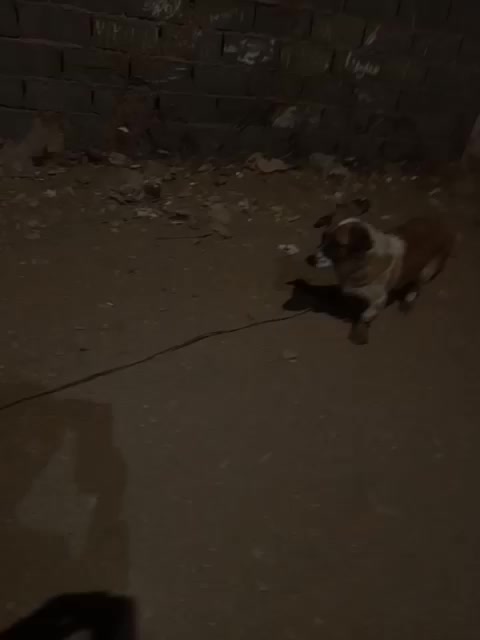 سگ نر|سگ|شریف‌آباد, |دیوار