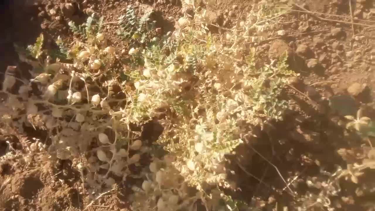 نخود|خوردنی و آشامیدنی|جاپلق, |دیوار