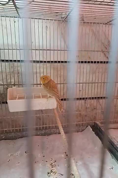 قناری|پرنده|کرج, شهرک فهمیده|دیوار