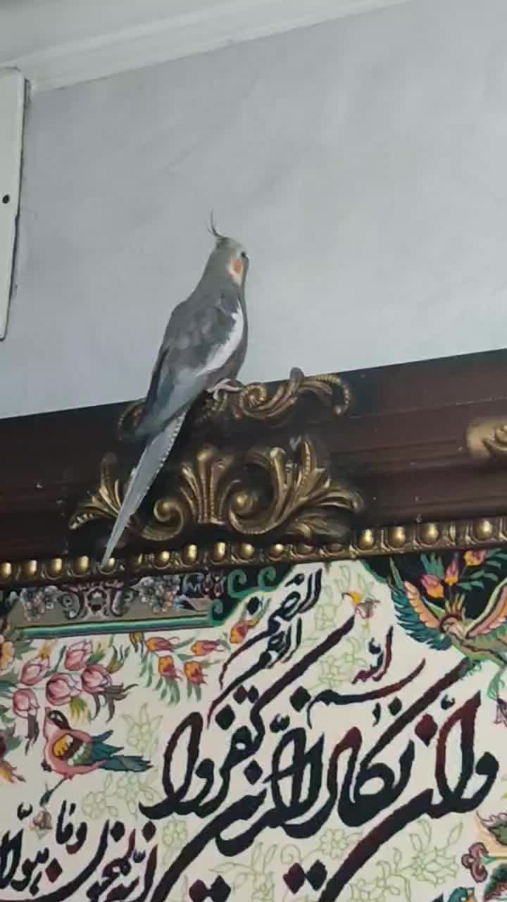 جوجه عروس هلندی سینامون|پرنده|تهران, وحیدیه|دیوار