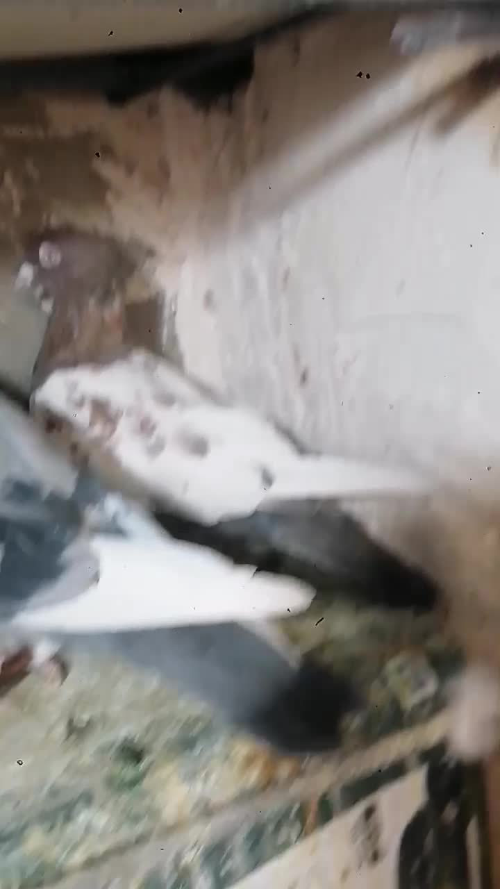 جفت نر|پرنده|بیرجند, |دیوار