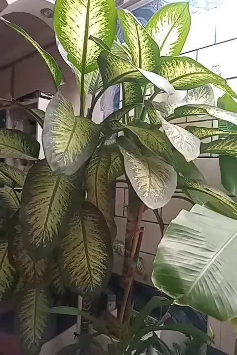 گل دیفن بسیار بزرگ|گل و گیاه طبیعی|یاسوج, |دیوار