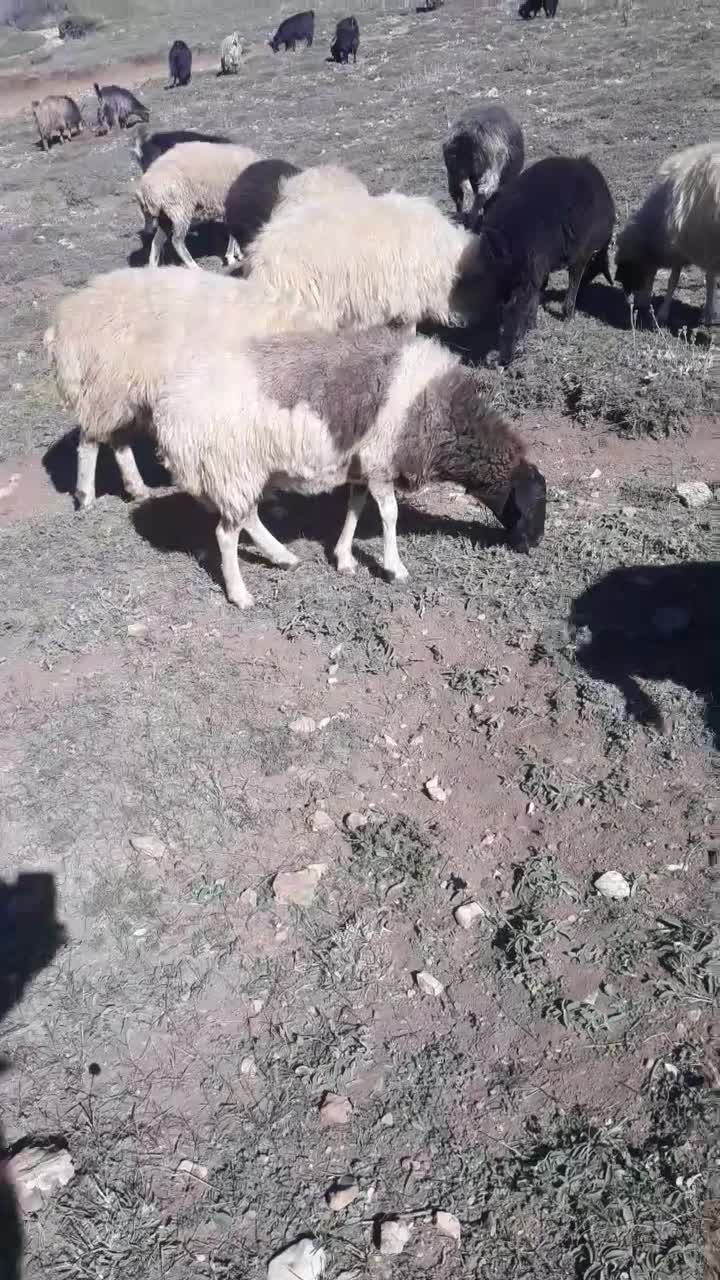 نر داشتی دوراس|حیوانات مزرعه|دیلمان, |دیوار